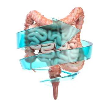 Intestine and digestive system protection and healthy bowel concept. Colon wi Illustrazione stock