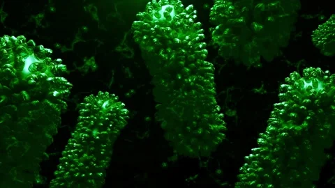 Intestine bacteria or virus, microbiome. Gut health Escherichia coli Stock Footage 270440341