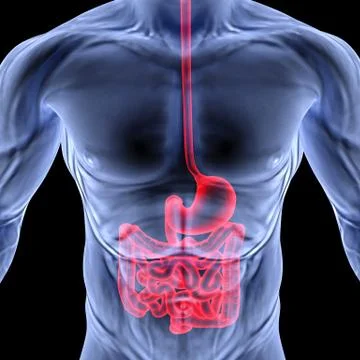 Intestine Stock Illustration