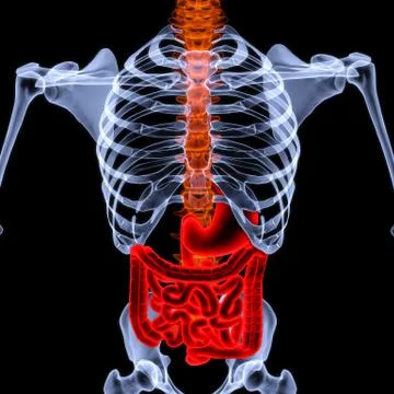 Intestine Stock-Illustration