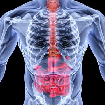 Intestine Illustrazione stock