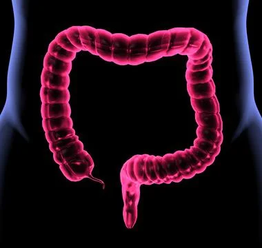 Intestine Illustrazione stock