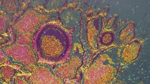 Intestine magnified under microscope 100... | Stock Video | Pond5
