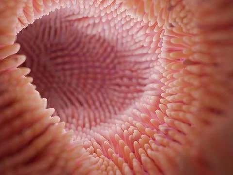 Intestine microvilli close up 3d render. Gut microbiome and digestive system of Stock Illustration