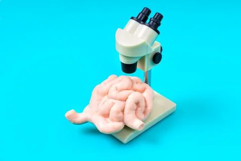 Intestine Model Displayed Under Microscope for Clarity Stock Photos