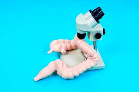 Intestine Model Under Microscope for Educational Use Stock Photos