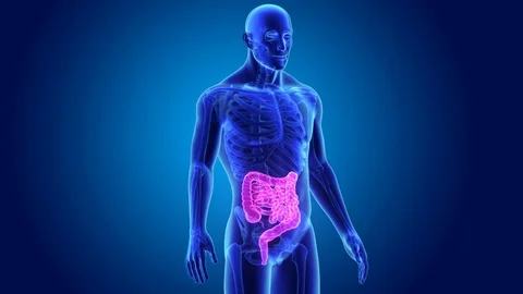 Intestine with skeleton Stock Footage