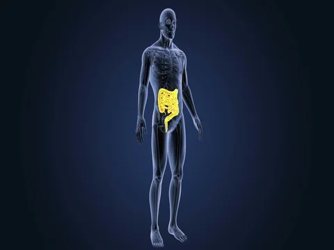 Intestine with Skeleton 스톡 동영상 85013931