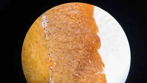 Intestine under microscope Stock-Footage 105260935