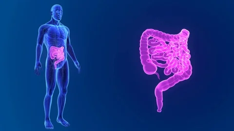 Intestine zoom with anatomy Stock Footage
