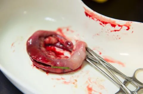Intestines from cat Fotos Stock