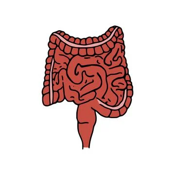 Intestines doodle vector illustration. Digestive system cartoon icon isolated Stock Illustration
