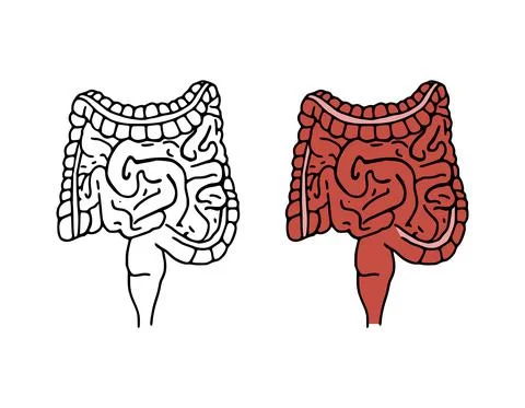 Intestines doodle vector illustration. Digestive system cartoon icons isolate Stock Illustration