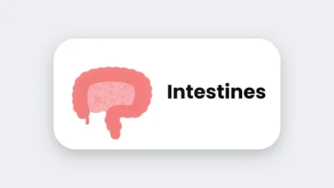 Intestines Stock Footage 334462846