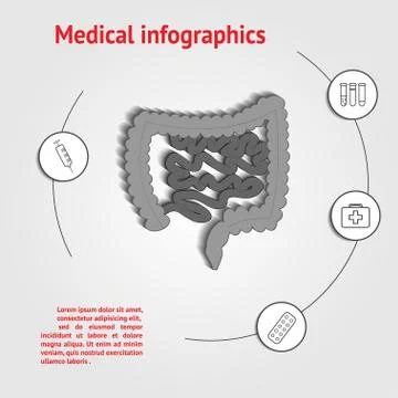 Intestines infographics template Stock Illustration