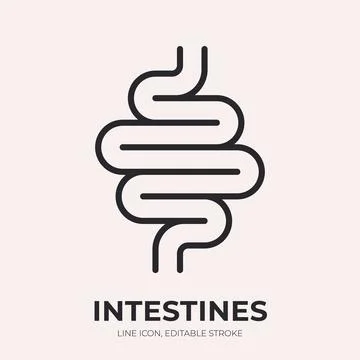 Intestines line icon. Small bowel linear vector illustration. Thin sign of Stock Illustration