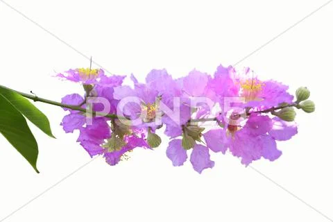 Inthanin flowers Stock Photos