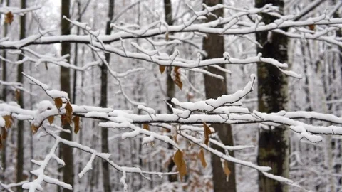 Intimacy with Snow Covered Branches in the Deep Woods, close up panning Vídeos de archivo 115911702