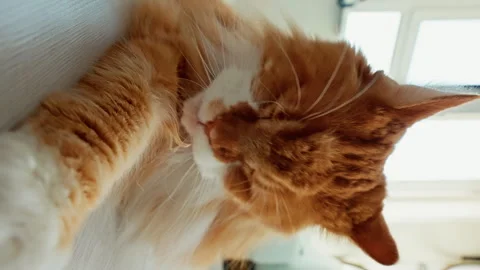 Intimate close-up of a ginger tabby cat beside a sunlit window, transitioning Video stock 317166463