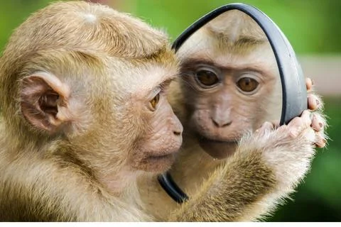 Intimate Close-Up of a Primate - 1 Stock Photos