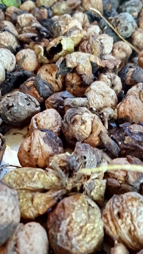 An intimate close-up of ripe walnuts, showcasing unpeeled nuts Stock Footage 295395818