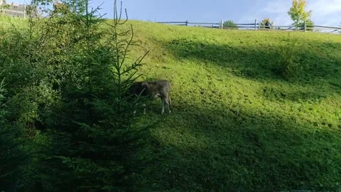 Intimate close-up of young black calf grazing on lush green hillside Stock Footage 329228199