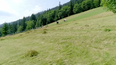 Intimate close-up of young brown calf grazing on lush green Stock Footage 328356485