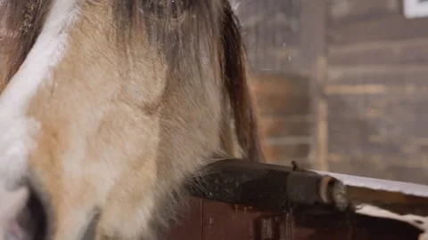 Intimate closeup capturing unique horse facial structures and features. Detailed Stock Footage 333319292