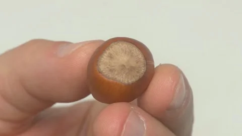 Intimate Closeup of a Hazelnut That Reveals Its Intricate and Appealing Interior Stockbeeldmateriaal 286713587