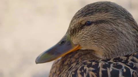 An Intimate CloseUp View of an Extremely Serene Duck Surrounded by Natures Stock Footage 305268102