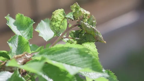 An Intimate CloseUp View of InsectDamaged Leaves Found on a Plant in Natures Stock Footage 312436543