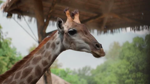 Intimate depiction of giraffe in sheltered environment from nearby perspective 库存影片 331523077