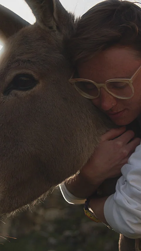 Intimate Embrace Between Human and Animal: A Woman Hugging a Donkey in a Display Stock Footage 273793460