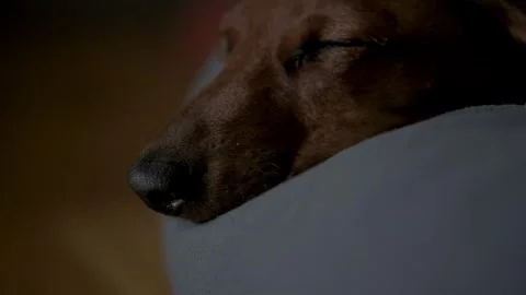 This intimate image captures a dachshund puppy peacefully sleeping, its face  Stock Footage 274656249