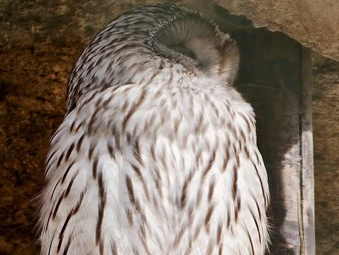 Intimate Image Capturing Barred Owl Resting In Hollow With Detailed Plumage.. Stock Photos