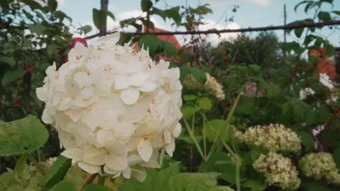 Intimate image emphasizing hydrangea surface and delicate hues. Magnified 库存影片 335769762