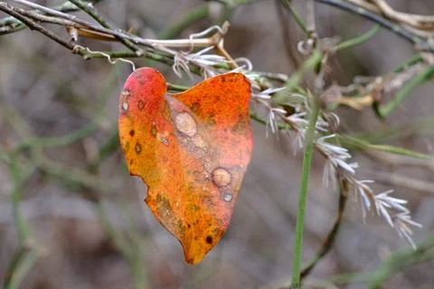 Intimate Macro Close Up of a Vibrant Red Leaf Stock Photos