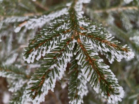 Intimate macro perspective showcasing delicate hoarfrost crystals on green .. Foto stock