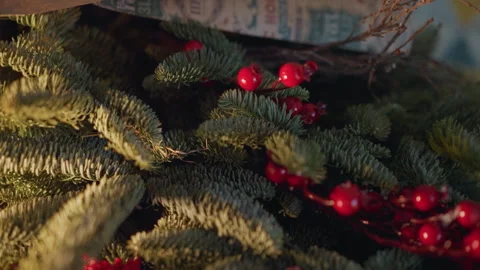Intimate macro shot of festive foliage. Detailed macro perspective highlighting Stock Footage 335404114