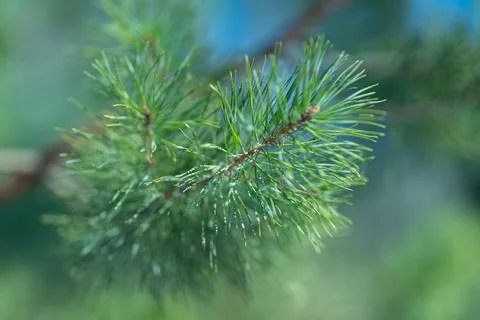 Intimate macro study of pine needle detail, shallow depth of field, sparkling Stock Photos