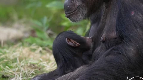 Intimate Moment Between Chimp Mother and Baby 8K Stock Footage 318718620