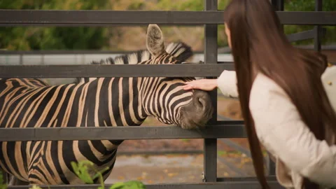 Intimate moment between visitor and zebra at zoo enclosure, Candid scene of Stock Footage 330962800