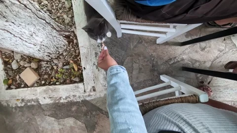 Intimate moment of feeding a cat captured in first person shot Vidéo 332765747