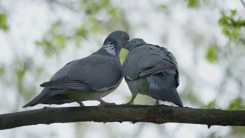 An Intimate Moment Shared Between Two Beautiful Birds Perched Gracefully on a Stock Footage 309333883