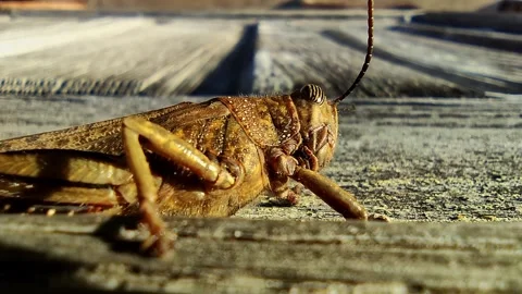 Intimate photo capturing intricate features of locusts on rustic wood in warm Stock Footage 326813321