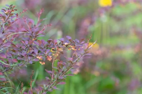 Intimate purple leaves and tiny blossoms, intricate veins and minute flower.. Stock Photos
