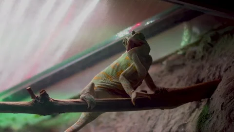 Intimate shot capturing miniature chameleon on branch. 스톡 동영상 342074987