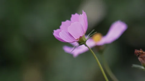 Intimate shot capturing soft petals and lush green backdrop. Focused image Stock Footage 341662826