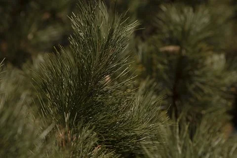 Intimate study of green pine needles in softfocused background Stock Photos