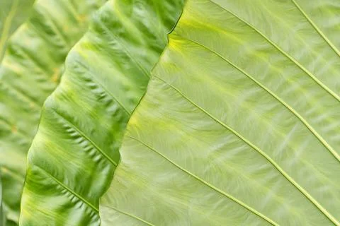 An Intimate Study of Leaf Texture Stock Photos